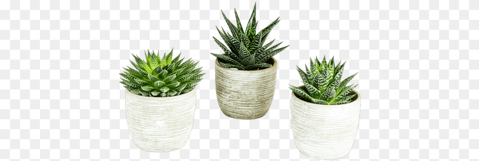 Rock Succulent Collection 14 Royer39s Flowers Amp Gifts, Plant, Potted Plant, Aloe, Leaf Png