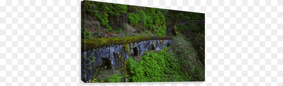 Rock Wall Trail Sheppard39s Dell Columbia River Gorge Moss, Outdoors, Vegetation, Scenery, Plant Free Png