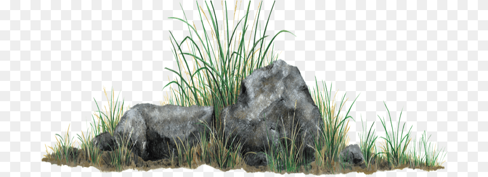 Rock With Grass, Vegetation, Plant, Mineral, Wildlife Png Image