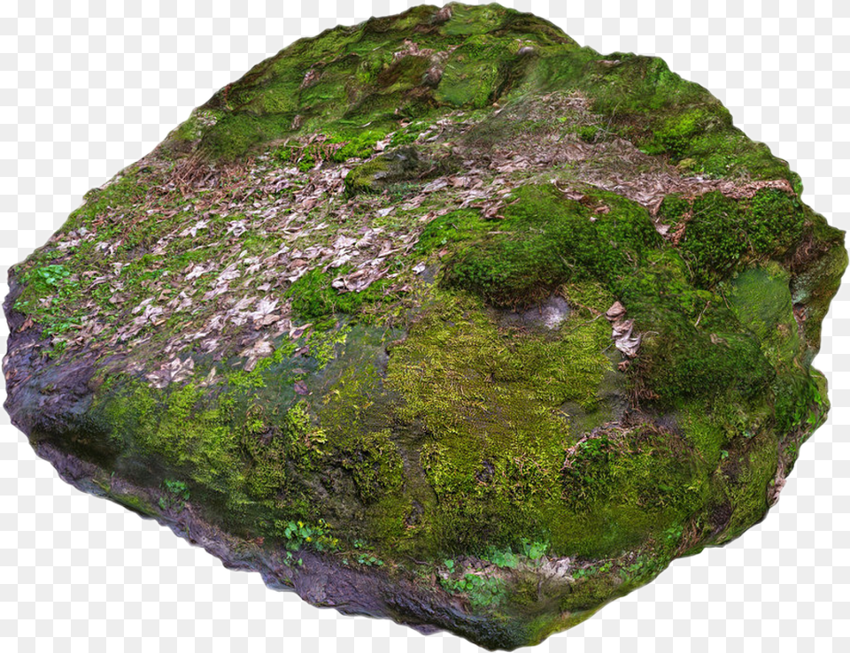 Rock With Moss Mossy Rock 3d Model, Plant, Algae, Accessories, Mineral Free Png Download