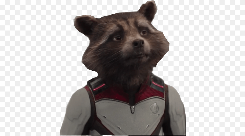 Rocket Endgame Marvel Freetoedit Rocket Raccoon, Animal, Canine, Dog, Mammal Free Png