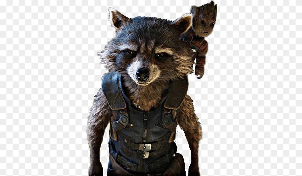 Rocketraccoon Rocket Guardianesdelagalaxia Full Body Mcu Rocket Raccoon, Animal, Mammal, Canine, Dog Free Png Download