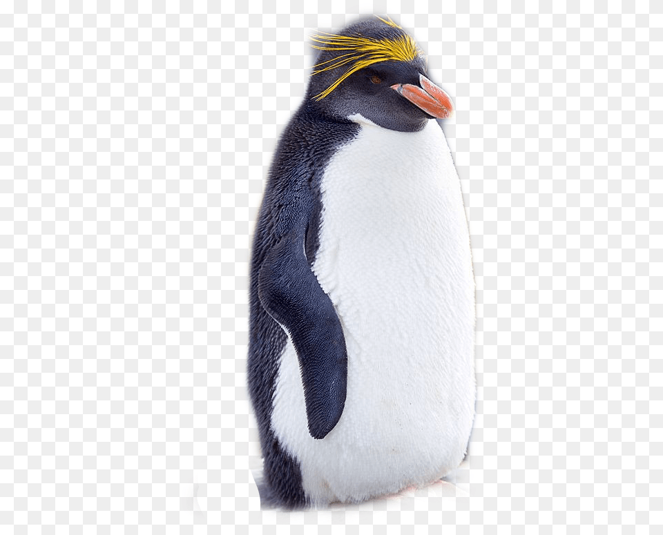 Rockhopper Penguin, Animal, Bird, King Penguin Free Png