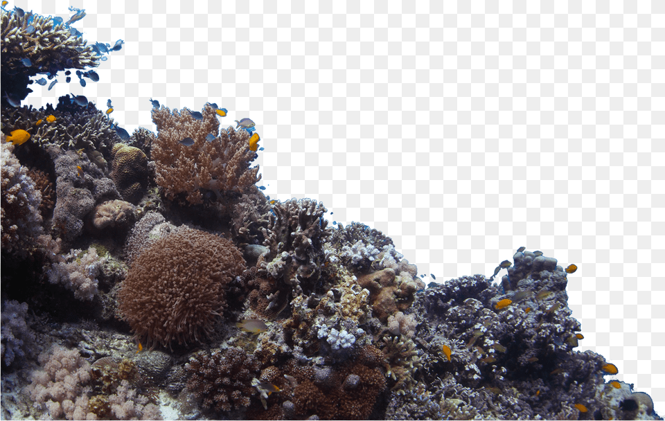 Rocks Under Sea Rock, Animal, Sea Life, Reef, Outdoors Free Transparent Png