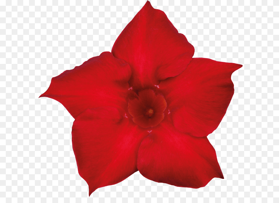 Rocktrumpet, Flower, Petal, Plant, Rose Free Png