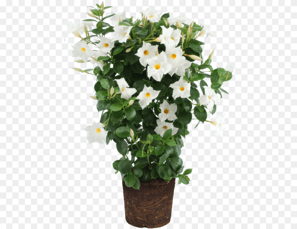 Rocktrumpet Mandevilla, Flower, Flower Arrangement, Geranium, Plant Free Transparent Png
