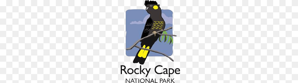 Rocky Cape National Park, Animal, Bird, Blackbird, Parrot Free Transparent Png