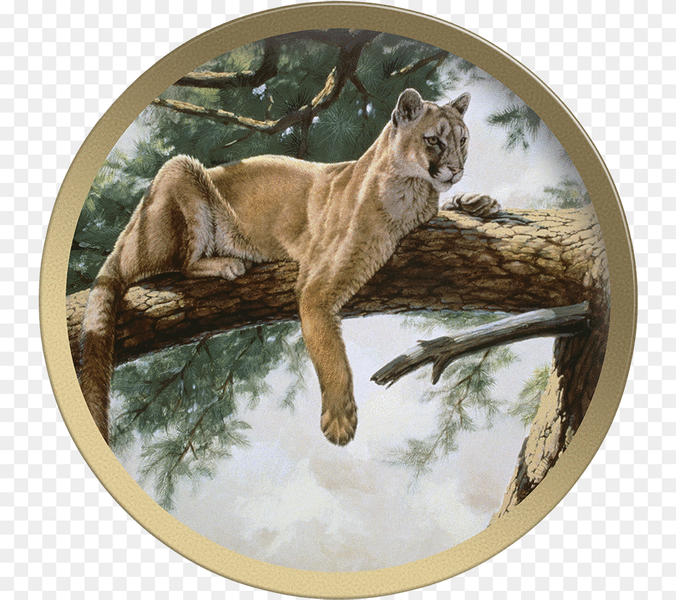 Rocky Mountain Lion Cougar, Animal, Mammal, Wildlife Png
