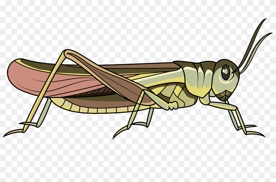 Rocky Mountain Locust Clipart, Animal, Grasshopper, Insect, Invertebrate Free Png