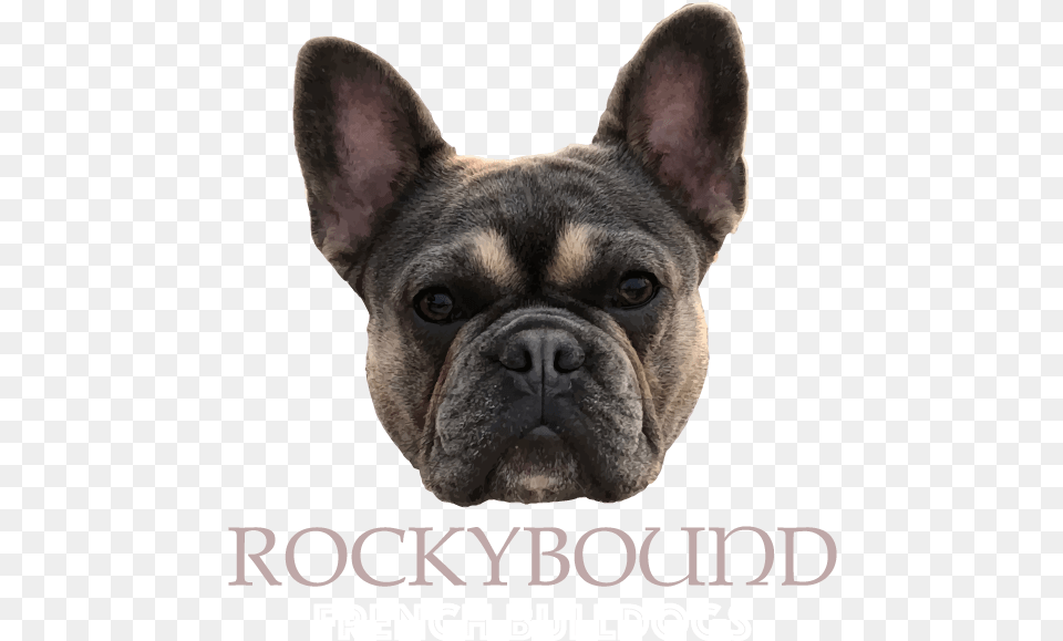 Rockybound Frenchies French Bulldog, Animal, Canine, Dog, French Bulldog Free Transparent Png