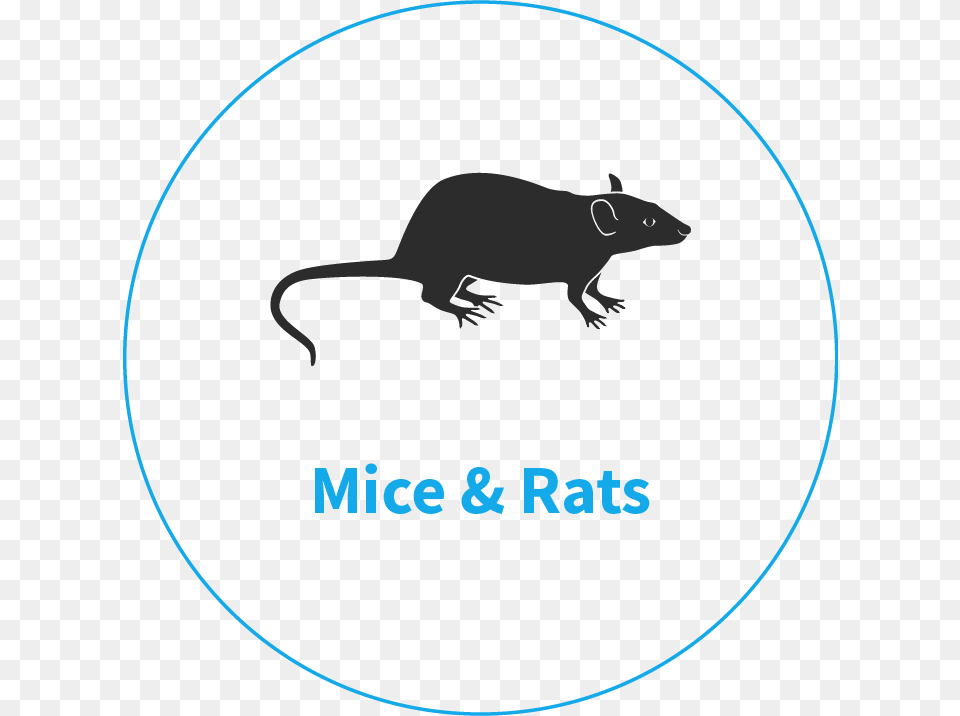 Rodent Pest Control King39s Lynn Rat, Animal, Mammal Free Png