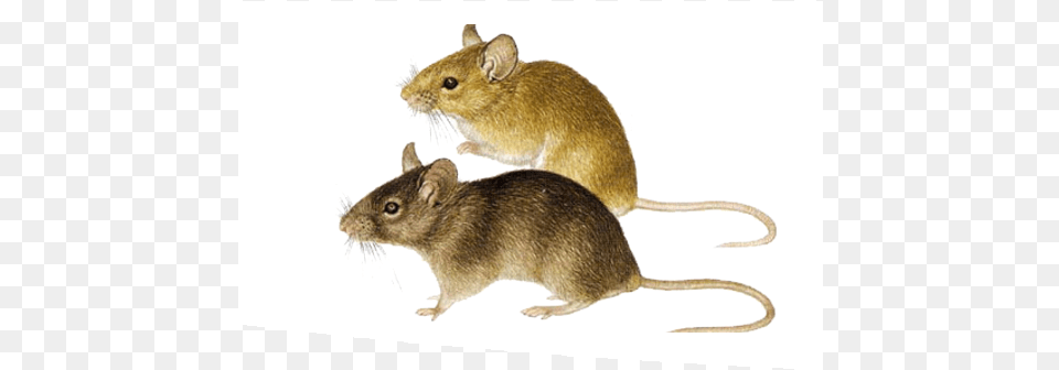 Rodent Problems Marsh Rice Rat, Animal, Mammal, Computer Hardware, Electronics Free Transparent Png