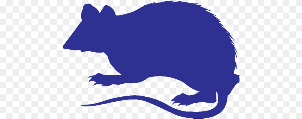 Rodent Wildlife Pest Control, Animal, Mammal, Baby, Person Free Png Download