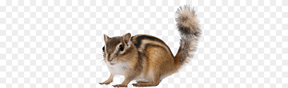 Rodents Archives Eastern Chipmunk, Animal, Mammal, Rat, Rodent Free Png Download