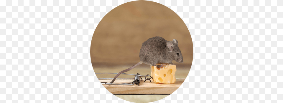 Rodents House Mice, Animal, Mammal, Rat, Rodent Png Image
