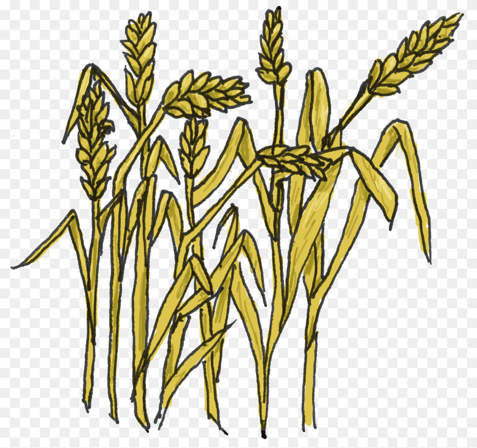 Rodeo Clip Art Grass, Plant, Food, Grain Free Png