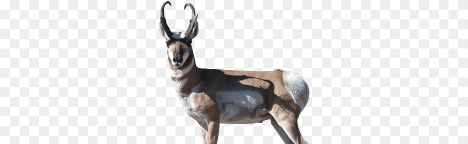 Roe Deer, Animal, Mammal, Wildlife, Antelope Free Transparent Png