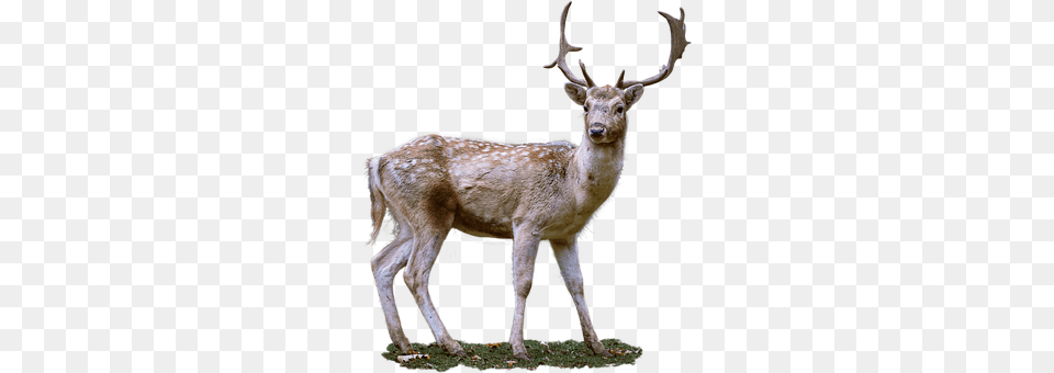Roe Deer Animal, Antelope, Mammal, Wildlife Png
