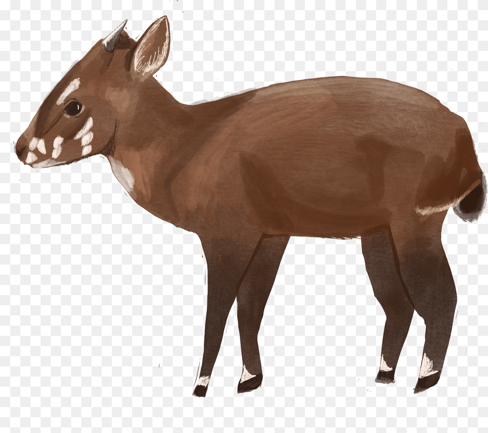 Roe Deer, Animal, Mammal, Wildlife, Horse Png Image