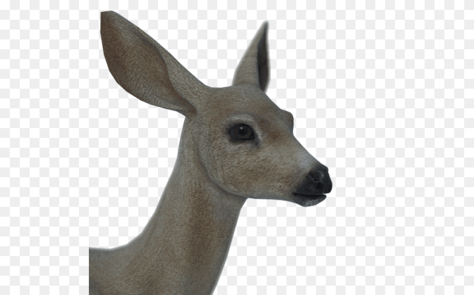 Roe Deer, Animal, Mammal, Wildlife, Horse Png