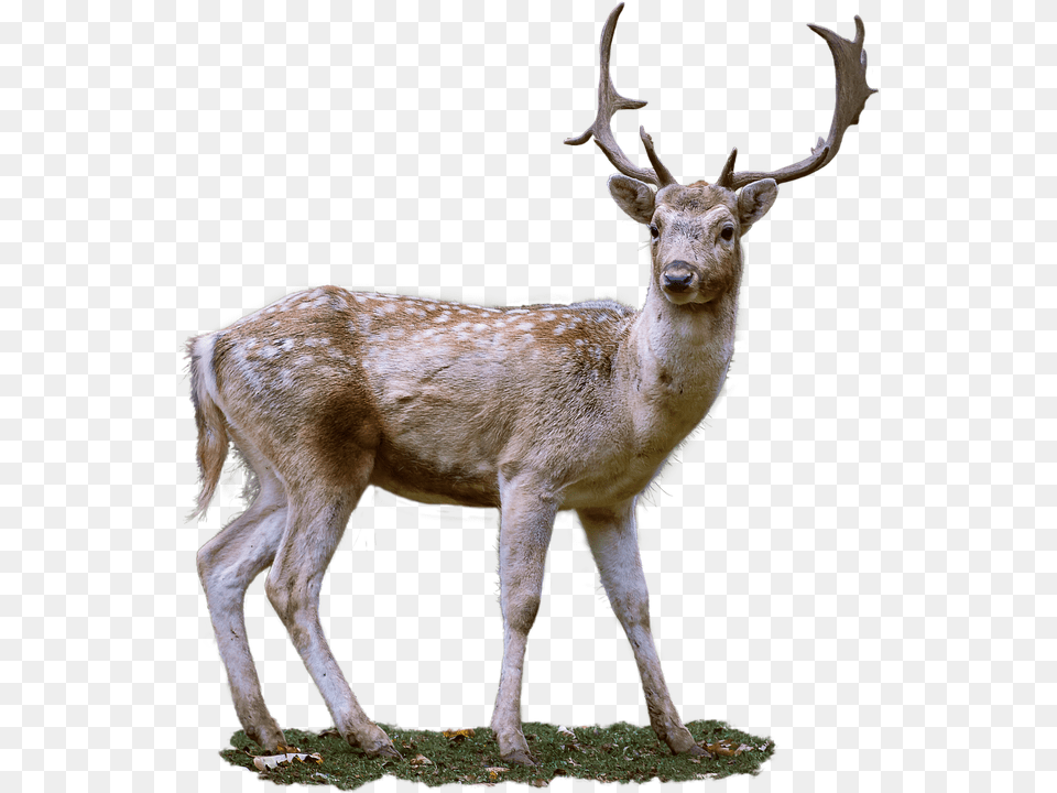 Roe Deer Antler Fallow Deer Transparent Background Deer, Animal, Antelope, Mammal, Wildlife Png