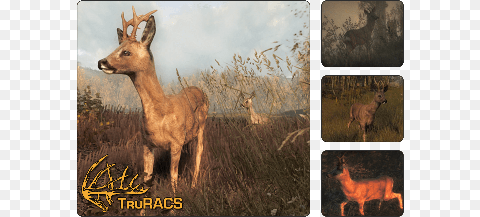 Roe Deer Hunter Call Of The Wild Roe Deer, Animal, Mammal, Wildlife, Antelope Free Png Download