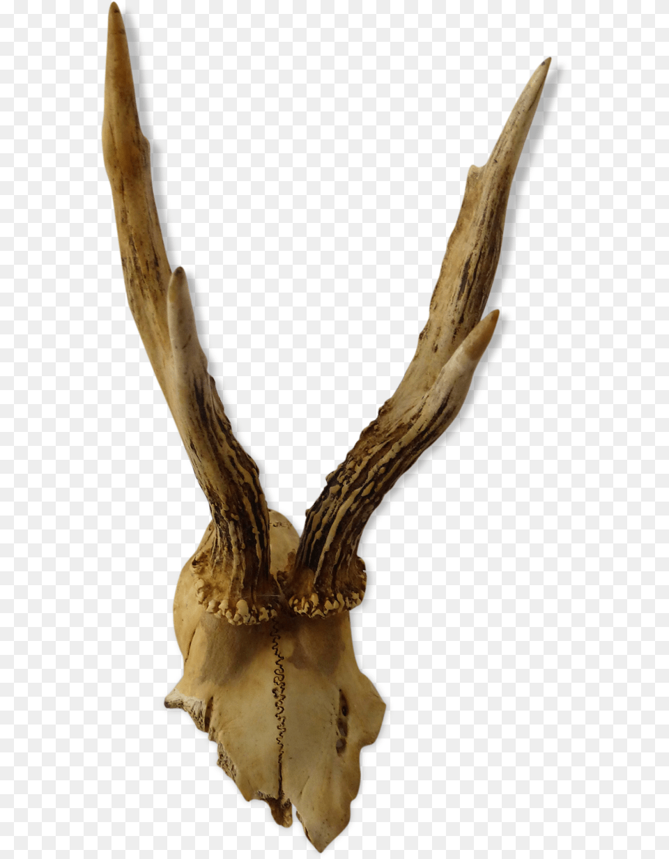 Roe Deer Trophysrc Https Deer, Antler, Plant Free Png