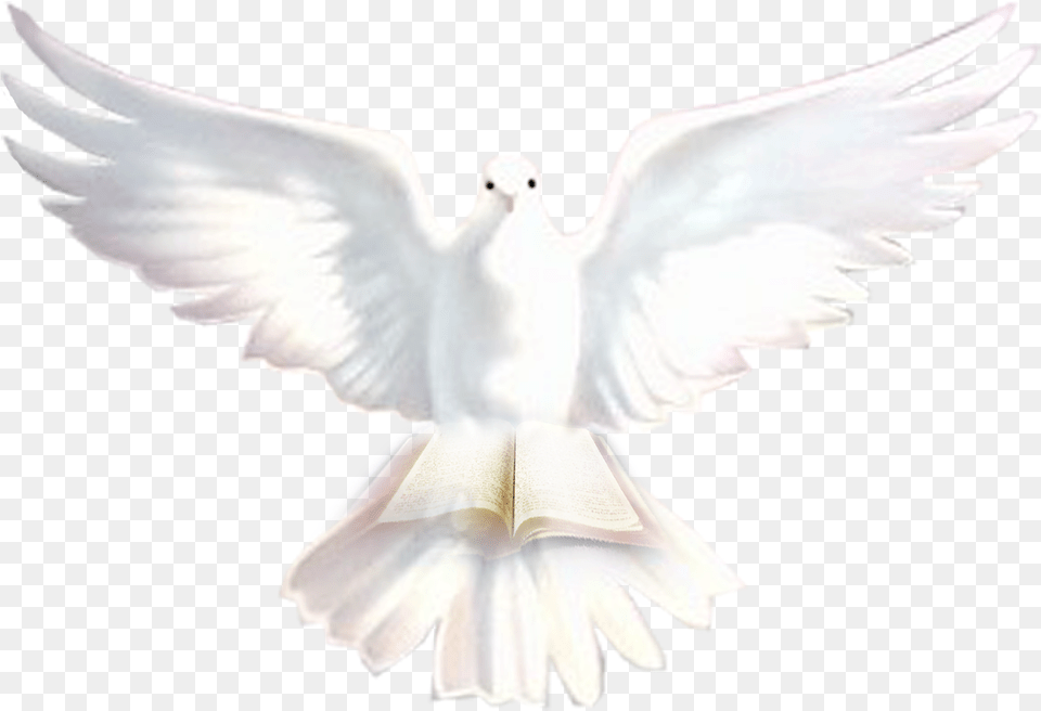 Roh Kudus Metoma, Animal, Bird, Dove, Pigeon Free Png