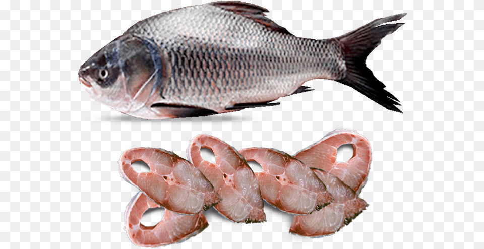 Rohu Fish Local Katla Fish, Animal, Sea Life, Food, Seafood Png Image