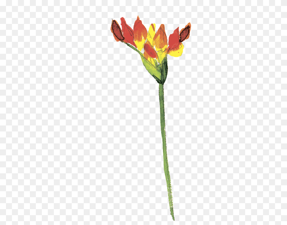 Rojo Fuego Flower Leaf Cartoon Transparente Flower, Petal, Plant, Anther, Rose Png