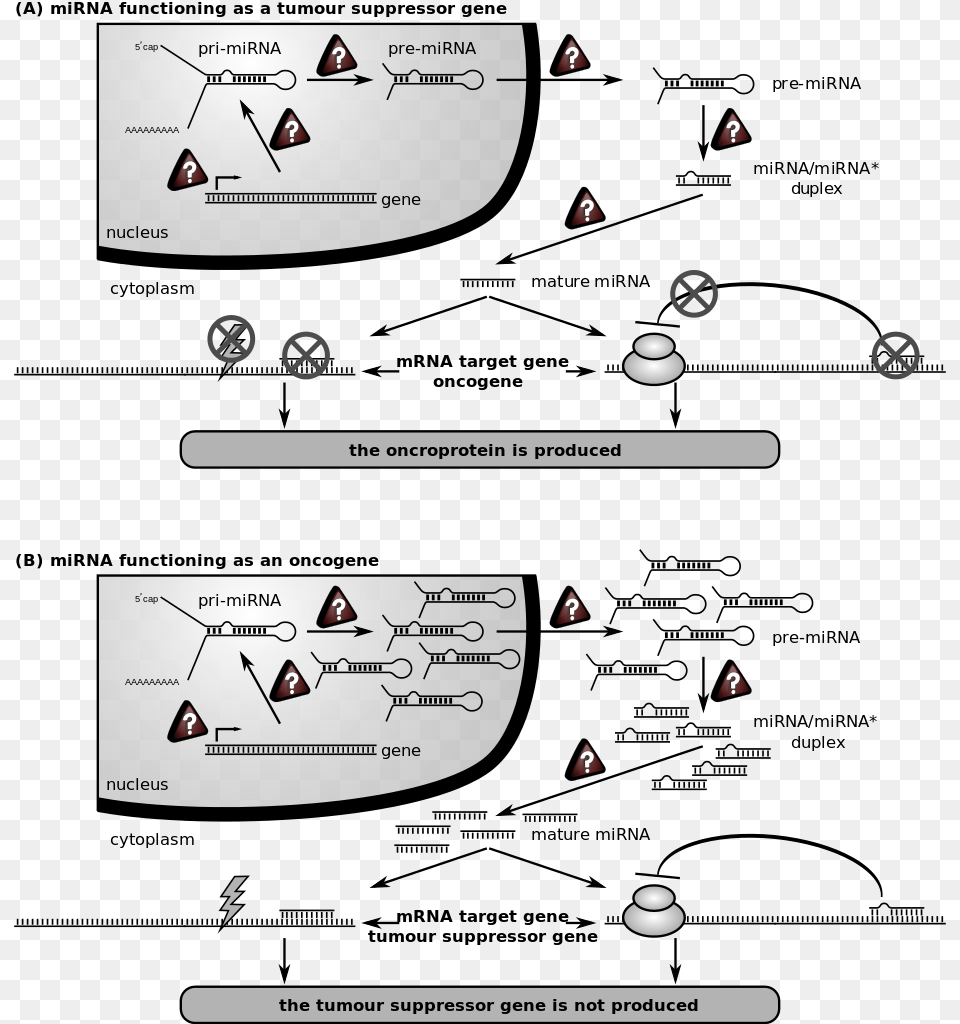 Role Of Mirna In A Cancer Cell Png