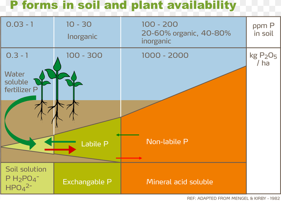 Role Of Phosphorus In Cotton Production Portable Network Graphics, Plant, Vegetation, Root Png
