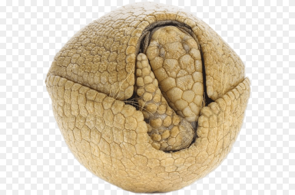 Rolled Up Armadillo Armadillos, Animal, Reptile, Sea Life, Turtle Png Image