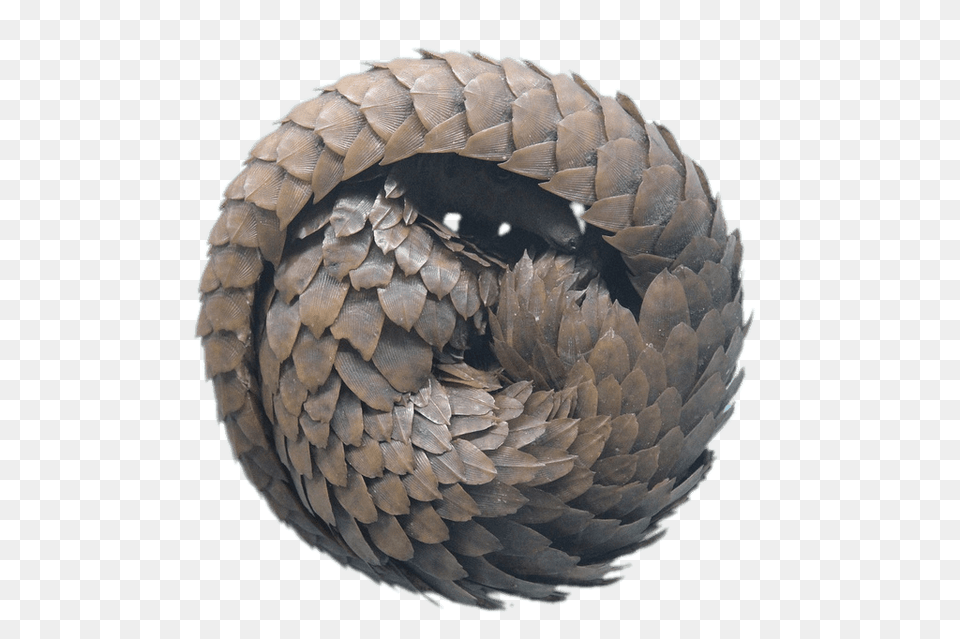 Rolled Up Pangolin, Plant, Tree, Conifer, Animal Png