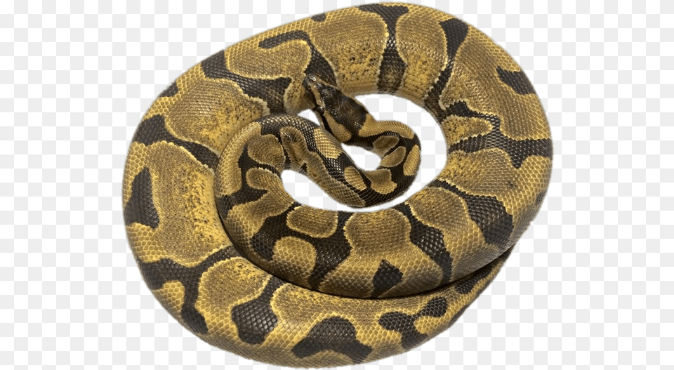 Rolled Up Python Enchi Vanilla Ball Python, Animal, Reptile, Snake Free Transparent Png