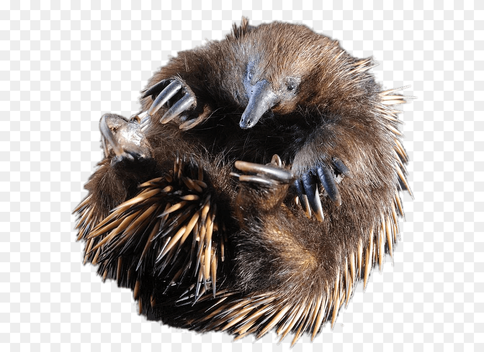 Rolled Up Short Beaked Echidna, Animal, Bird, Hedgehog, Mammal Free Transparent Png