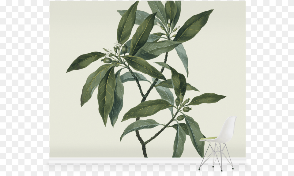 Roller Blind Olive Tree Blind, Chair, Furniture, Plant, Leaf Png