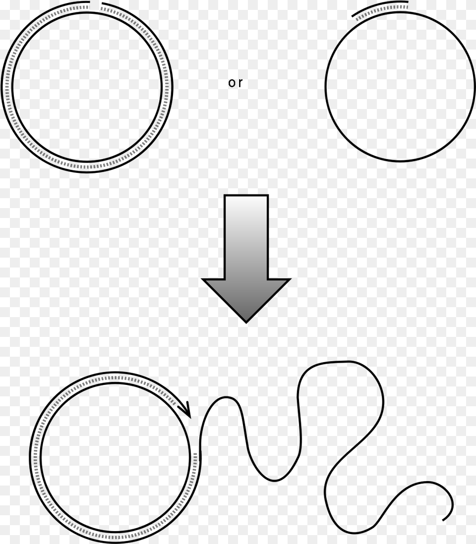 Rolling Circle Replication Plos, Symbol Free Png