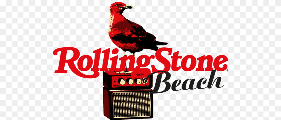 Rolling Stone Beach Rolling Stone, Animal, Beak, Bird, Electronics Png Image