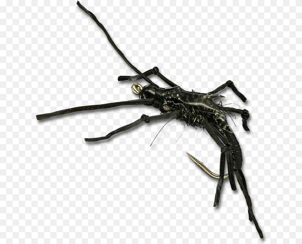 Rolling Stone Black Tiger Beetle, Electronics, Hardware, Animal, Sea Life Free Transparent Png