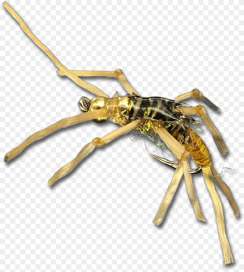Rolling Stone Gold Insect, Animal, Bee, Invertebrate, Wasp Free Transparent Png