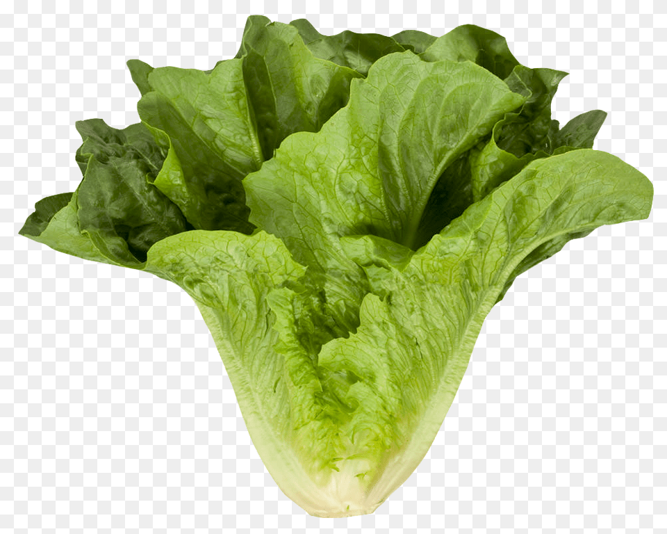 Romaine Cos Lettuce Food, Plant, Produce, Vegetable Png Image