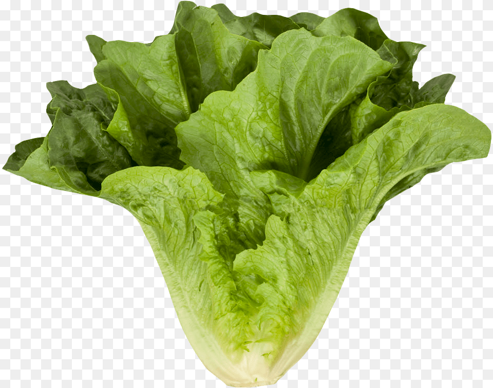 Romaine Cos Lettuce Image Romaine Or Cos Lettuce, Food, Plant, Produce, Vegetable Free Transparent Png