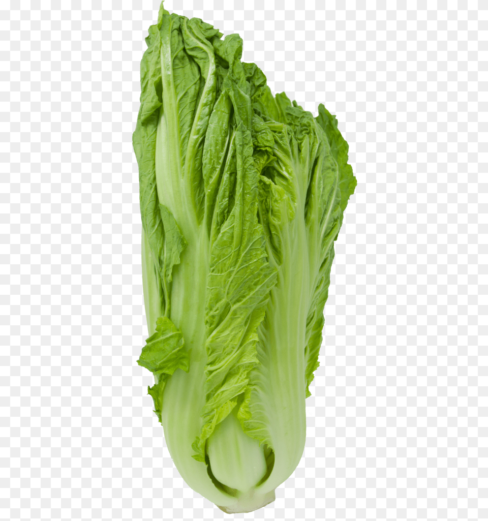 Romaine Lettuce, Food, Plant, Produce, Vegetable Free Png