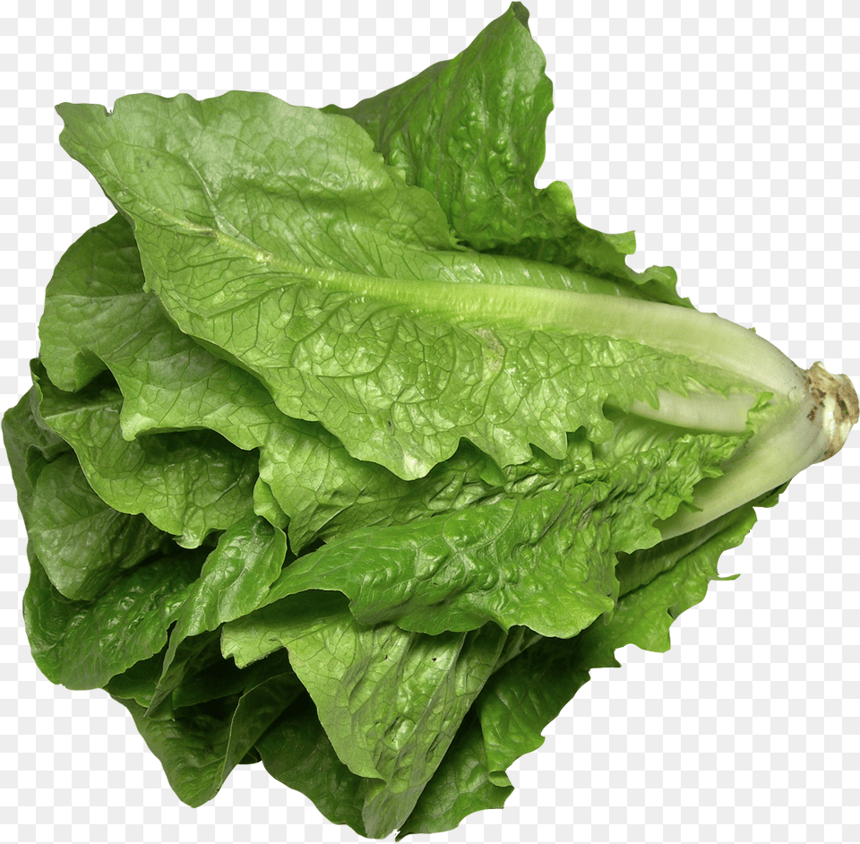 Romaine Lettuce, Food, Plant, Produce, Vegetable Png