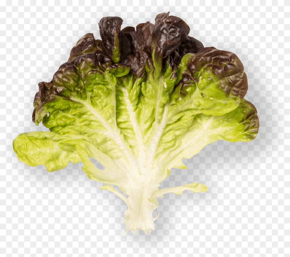 Romaine Lettuce, Food, Plant, Produce, Vegetable Free Png Download