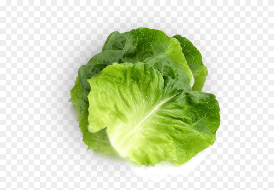 Romaine Lettuce, Food, Plant, Produce, Vegetable Png