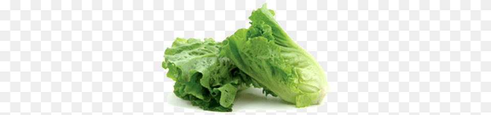 Romaine Lettuce, Food, Plant, Produce, Vegetable Free Transparent Png