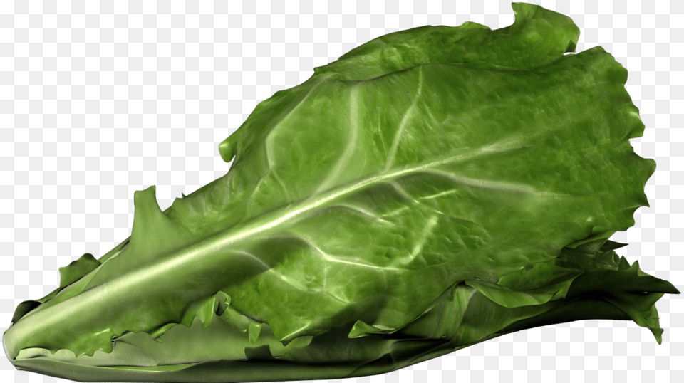 Romaine Lettuce Bent, Food, Plant, Produce, Vegetable Png