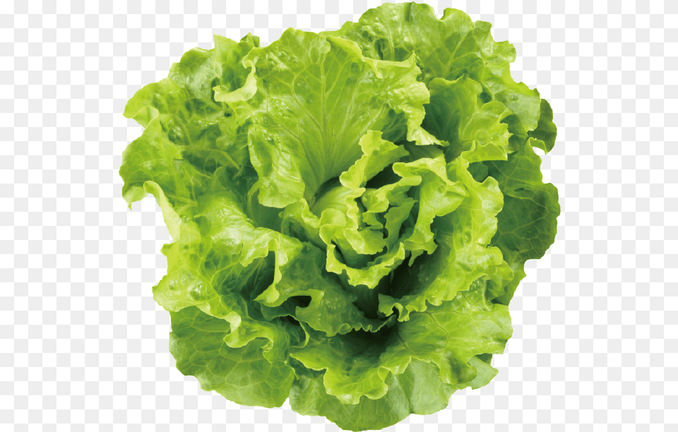 Romaine Lettuce Chicken Sees A Salad, Food, Plant, Produce, Vegetable Free Png Download